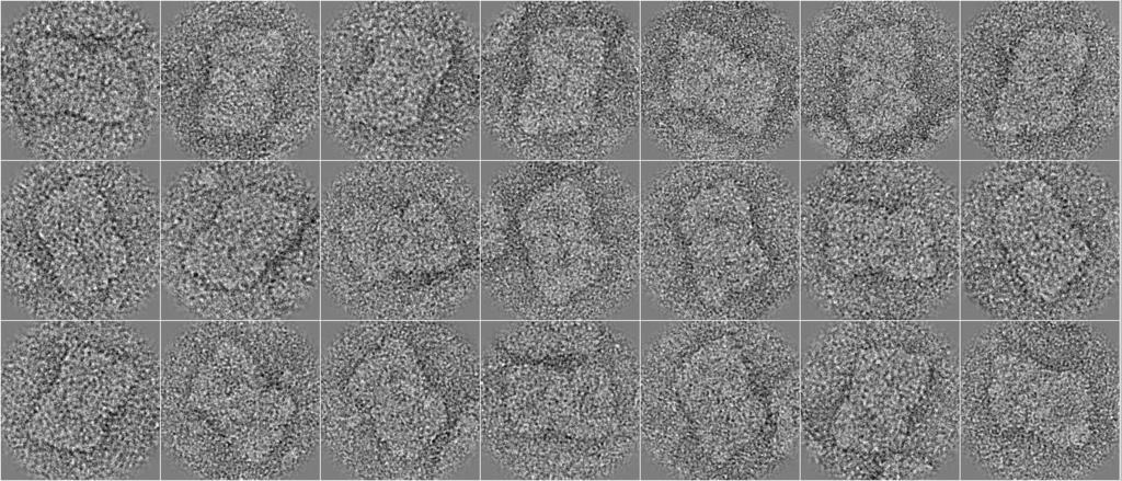 4. low dose TEM ukázka obrazové analýzy projekcí fotosystému II Snímky izolovaných komplexů fotosystému II nízký