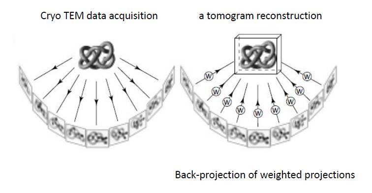 8. Kryogenní elektronová tomografie metoda pro určení 3D obrazu studovaného objektu vhodná pro studium buněčných organel, větších objektů, ale i proteinových