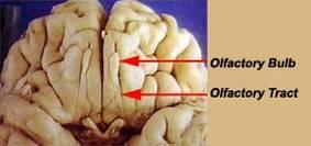 I. = N. olfactorius = Čichový nerv 1. výchlipka telencefala (koncového mozku) 2. nemá jádra centrum v mozku (area 28) 3. speciální senzorický nerv: čich 4.