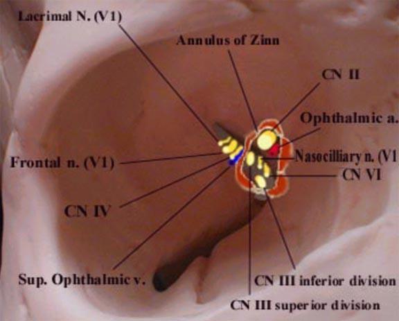 Anulus tendineus communis Zinni skrz: n. III n. VI n.