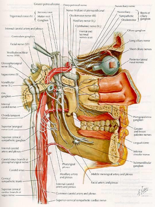 N. V V1 = N. ophthalmicus V2 = N.