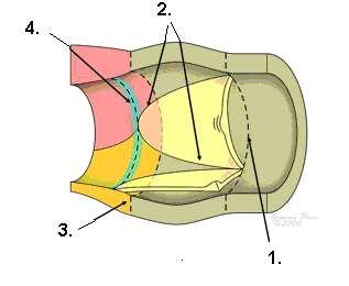 Anatómia aortálneho ústia 1.
