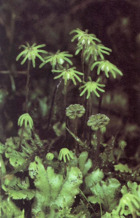 Marchantia polymorpha - porostnice