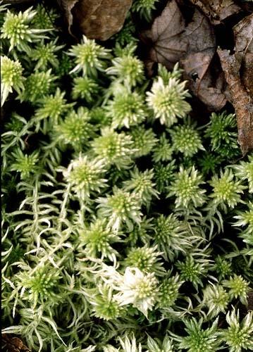 řád Sphagnales rašeliníkotvaré; Sphagnum sp.