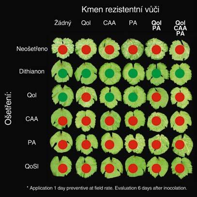 (7 dnů po ošetření) Absorpce přípravku na listech révy vinné 9 7 6 5 4 3 2 1 Na vosku Ve vosku V listu Dithianon Vstřebávání KHP Translokace Dithianon se váže ve voskové vrstvě, kde vytvoří silnou