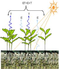 Evapotranspirace (ET) Evapotranspirace = Evaporace + Transpirace E =