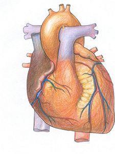 PARASYMPATOMIMETIKA (cholinomimetika) - účinky přímých PSM Přímá stimulace M receptorů - účinky lze vyvodit z projevů stimulace PS a z rozmístění M-receptorů: KVS Zvýšení propustnosti K+ přes