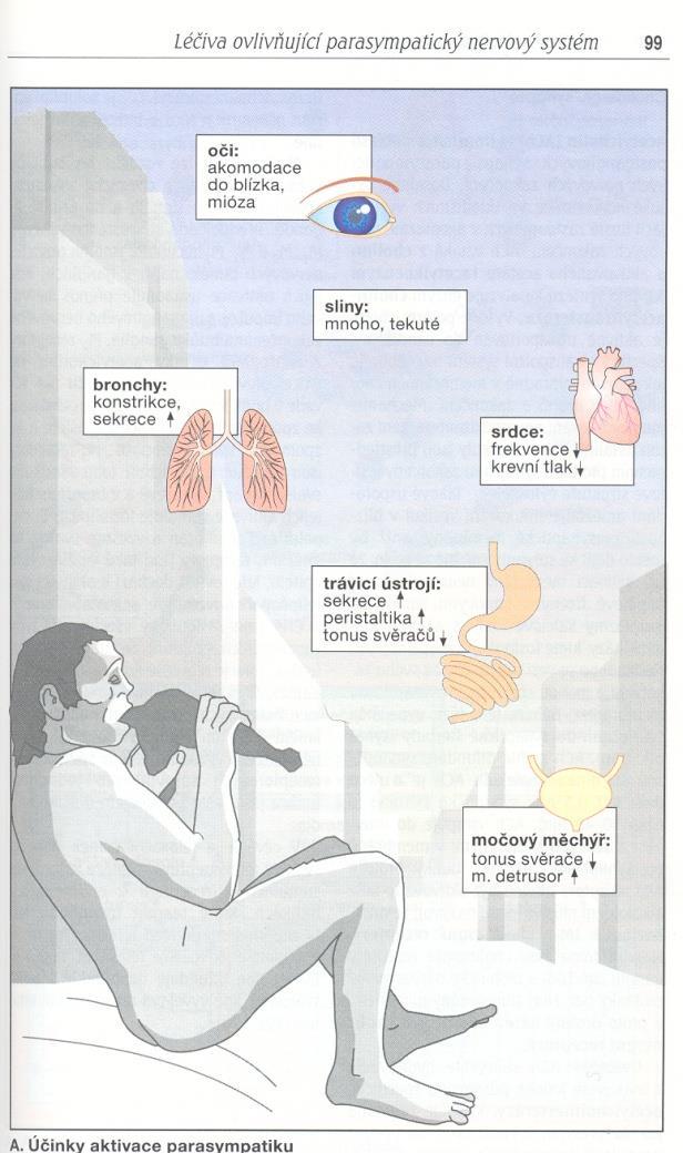 parasympatikus -aktivace při odpočinku nebo příjmu