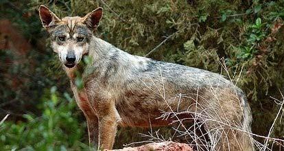 Canis lupus pallipes 2-3000 ks vlk