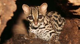 Andean cat Leopardus