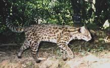 margay Leopardus