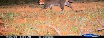 (Puma concolor cabrerae) includes the