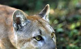 concolor coryi florida panther Arkansas,