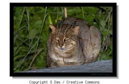 puma (Marcelli, 1922); Costa Rican Cougar