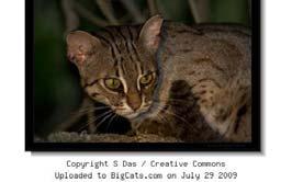 North American Cougar (Puma concolor couguar)
