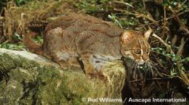 American cougar (Puma concolor concolor) 