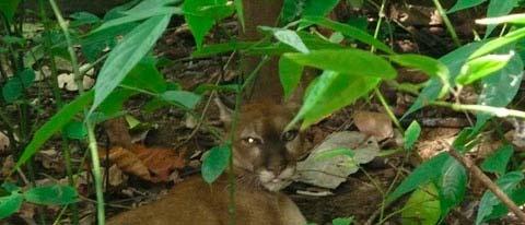 Belize Puma