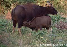 gaur 