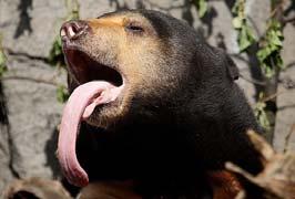 Sloth Bear