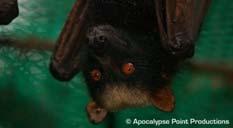 Mariana Fruit Bat