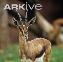 Artiodactyla - Bovidae