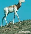 berberana butteri Oryx dammah -
