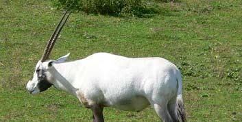 beisa callotis Oryx dammah Oryx