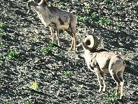 North China argali, (Ovis ammon jubata) Tian Shan argali, (Ovis ammon