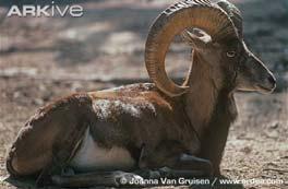 horns Pantholops hodgsoni - orongo