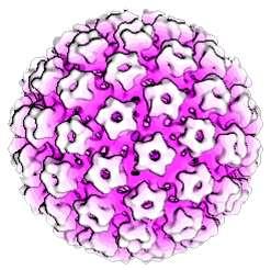 Cervarix/Silgard/Gardasil9 Schematic of HPV virus-like particles (VLPs) Rekombinantní L1 kapsidový protein