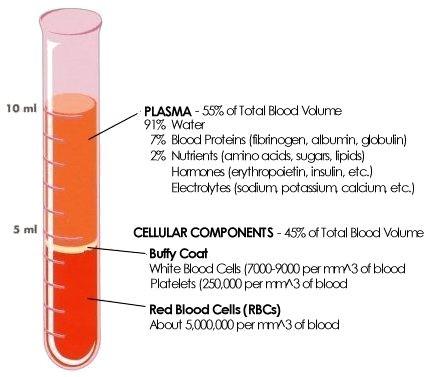Složení krve (5,5 l) Plazma (55 % objemu krve): 91 % vody 7 % proteinů (albuminy, globuliny, fibrinogen), 2 % tuky, fosfatidy, cholesterol, glukóza, močovina a k.