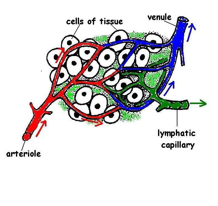 krevní plazma tkáňový mok lymfa tkáň s