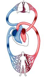 Cévy + srdce = uzavřený, endotelem vystlaný systém Cévy: arterie (vedou krev od