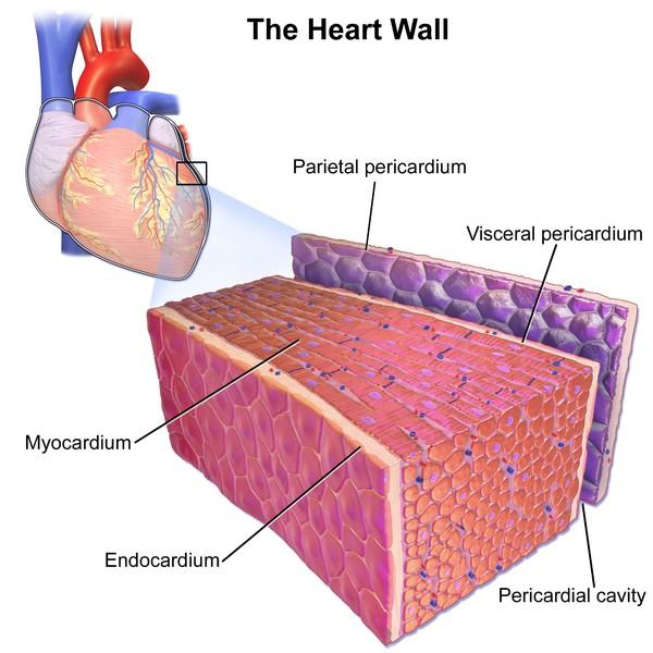 Srdce stěna, obal Parietální perikard