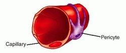 Krevní kapiláry 8 µm (některé až 30-40 µm) lumen je vystláno 1-2 endotelovými buňkami kapilární