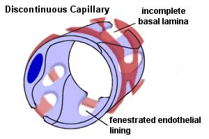 Sinusoidální kapilára (sinusoida) 8-40 m endotel fenestra, póry a intercelulární štěrbiny; některé bb.