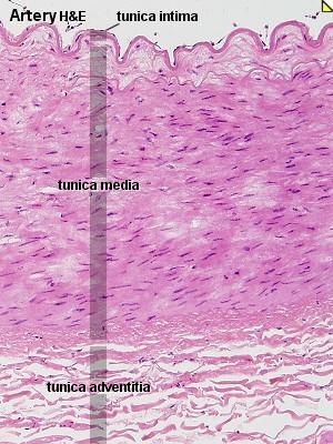 A Arterie A. Tunica interna (intima): 1. endotel vrstva plochých buněk 2. subendotel vazivo 3. membrana elastica interna B.