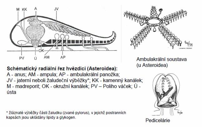 tělní soustavy ostnokožci TS: ústa na spodní straně, žaludek někdy s jaterní žlázou, řiť na svrchní straně, u hadic slepá DS a pohyb: ambulakrální soustava: okružní chodba kolem hltanu s zásobními