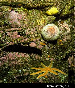 fylogeneze ostnokožci lilijice (Crinoida) jsou sesterská skupina ostatních ostnokožců jsou přisedlé, ústní otvor je obrácen do vody, řitní je vedle ústního ostatní ostnokožci jsou pohybliví s ústním