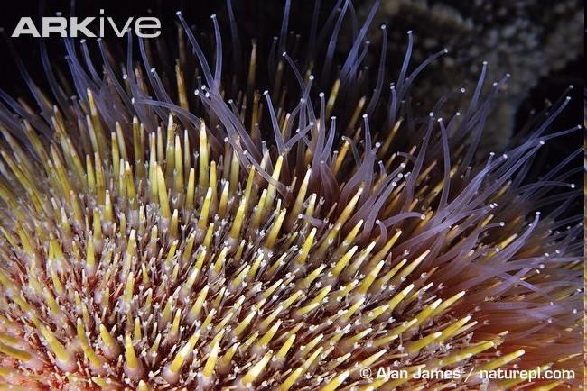 charakteristika Echinoida Echinoida ježovky tělo je obvykle polokulovitého tvaru kryté