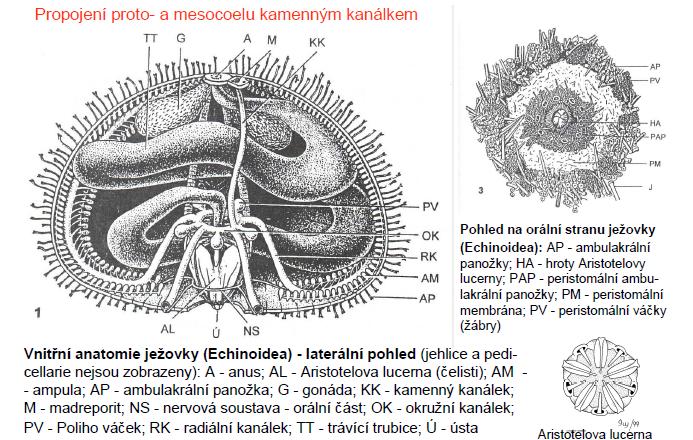 tělní soustavy Echinoida Echinoida ježovky v ústech na spodní straně složitý pětičetný orgán Aristotelova