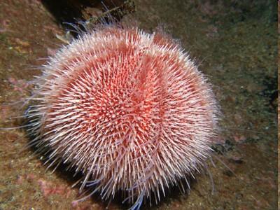 zástupci Echinoida Echinoida ježovky dvě velké skupiny lišící se tvarem a způsobem života: 1.