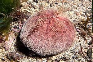 zástupci Echinoida Echinoida ježovky nepravidelné ježovky: srdcotvarky: