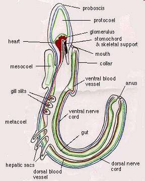 žalud, který svůj tvar mění pomocí svalů, je zpevněn stomochordem protosoma kulaté nebo chobotovité s protocelem, axiálním orgánem a stomochordem mezosoma (s párovitým mezocolem a obrvenými