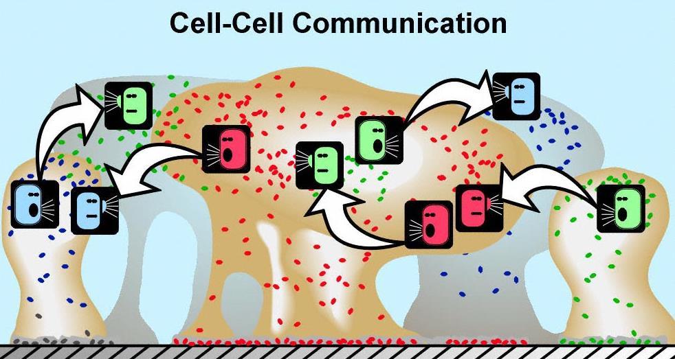 Komunikace mezi buňkami (signály) buňky se musejí domluvit co budou dělat (růst, dělit