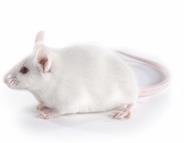 mice Inhibitors