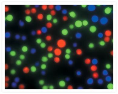 Controls (DMSO, IgG,.