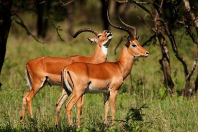Byla založena v roce 1961 a každý rok tudy migruje více jak 2 miliony zvířat z NP Serengeti.