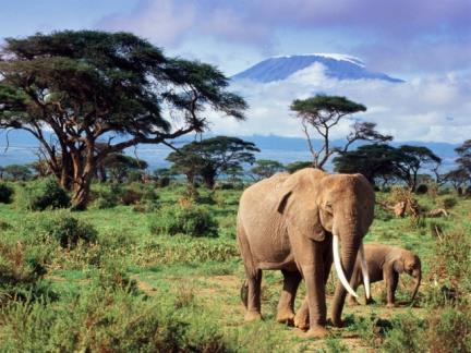 Tsavo West National Park Národní park Tsavo West National Park pokrývá plochu 7065 km2, přibližně 30% rozlohy národních parků v Keni a obsahuje rozmanitost přírodních míst,