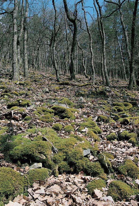 (Empetrum nigrum), rojovník bahenní (Ledum palustre), mûsíãnice vytrvalá (Lunaria rediviva), rdest alpsk (Potamogeton alpinus) a vrba ãernající (Salix nigricans).